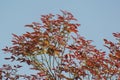 Schleichera oleosa Ceylon oak Tree