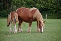Schleswig coldblood horse and its foal grazing on a green pasture Royalty Free Stock Photo