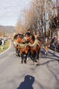 Schliersee, Germany, Bavaria 08.11.2015: Draft Horses in Schliersee in Leonhardifahrt