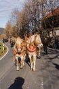 Schliersee, Germany, Bavaria 08.11.2015: Draft Horses in Schliersee in Leonhardifahrt