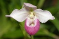 Schlimm`s Phragmipedium Orchid