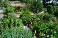 Raised wooden beds vegetable garden in Schlosshof Austria planted with groups of perennials