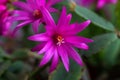 Schlumberger epiphytic cactus flowering Bush Royalty Free Stock Photo