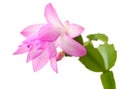 Schlumbergera