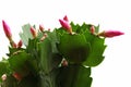 Schlumbergera Royalty Free Stock Photo