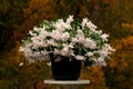 Schlumbergera cactus with white flowers Royalty Free Stock Photo