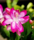 Schlumbergera flower Royalty Free Stock Photo