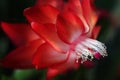 Schlumbergera flower, christmas cactus Royalty Free Stock Photo