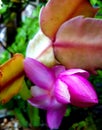 Schlumbergera sp, May flower bud, pink flower, flowering cactacea, zoom flower