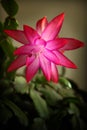 Schlumbergera truncata flower Royalty Free Stock Photo