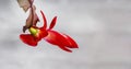 Schlumbergera truncata, Mayflower or false Christmas cactus, red flower Royalty Free Stock Photo