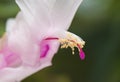 Schlumbergera truncata. Zygocactus truncatus.