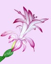 Schlumbergera watercolor botanical illustration on a pink background. Zygocactus exotic, tropical flower houseplant. Pink