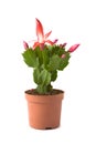 Schlumbergera Zaraika Royalty Free Stock Photo