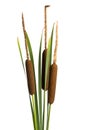 SchmalblÃÂ¤ttrige Rohrkolben - Typha angustifolia