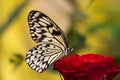 Schmetterling Royalty Free Stock Photo