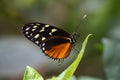 Schmetterling Royalty Free Stock Photo