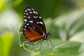 Schmetterling Royalty Free Stock Photo