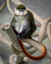 Schmidt's Red-Tailed Guenon portrait
