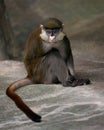 Schmidt\'s Red-Tailed Guenon