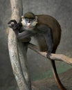 Schmidt's Red-Tailed Guenon sitting on tree branch