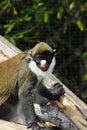 Schmidt's spot-nosed guenon