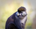 Schmidt's Spot-nosed Guenon Royalty Free Stock Photo