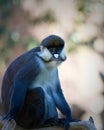 Schmidt's Spot-nosed Guenon Royalty Free Stock Photo