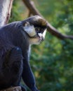 Schmidt's Spot-nosed Guenon Royalty Free Stock Photo