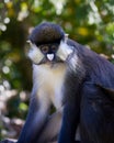 Schmidt's Spot-nosed Guenon Royalty Free Stock Photo