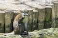 Schmidts Red-Tailed Guenon Eating