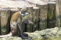 Schmidts Red-Tailed Guenon