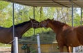 Smooching brown horses Royalty Free Stock Photo