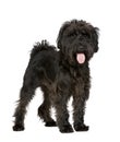 Schnauzer (10 months) Royalty Free Stock Photo