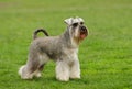 Schnauzer