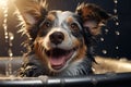 Schnauzer corgi puppy bath time with shampoo and bubbles in dog bathtub, pet grooming salon banner Royalty Free Stock Photo