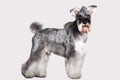 Schnauzer dog