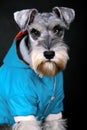 Schnauzer dog