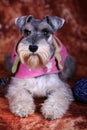 Schnauzer dog