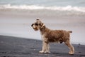 Schnauzer dog on beach Royalty Free Stock Photo