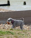 Schnauzer dog on beach