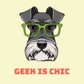 Schnauzer Dog geek portrait. Smart glasses. Dog nerd. Geek is chic lettering. Vector.