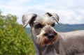 Schnauzer dog hot and looking attentively II