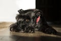 Schnauzer dog lay down on floor looking at the camera Royalty Free Stock Photo