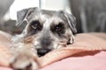 Schnauzer dog is lying on the bed. The dog looks with kind eyes lying on the bed Royalty Free Stock Photo