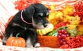 Puppy in autumn basket Royalty Free Stock Photo