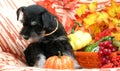 Puppy in a basket Royalty Free Stock Photo