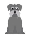 schnauzer dog pet Royalty Free Stock Photo