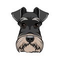 Schnauzer Dog Portrait. Black Schnauzer breed. Dog head. Vector.