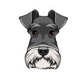 Schnauzer Dog Portrait. Dog head, face, muzzle. Dog breed. Vector.